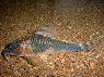 Corydoras cf. semiaquilus Black Peru