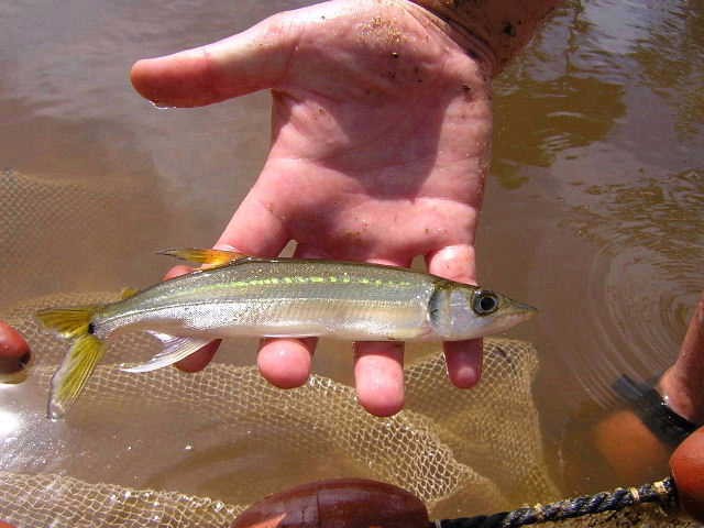 Acestrorhynchus microlepis Llianos