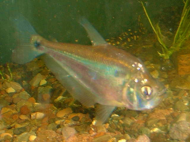 Roeboides microlepis 