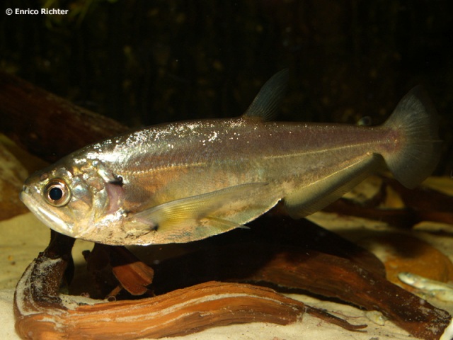 Hydrolycus scomberoides
