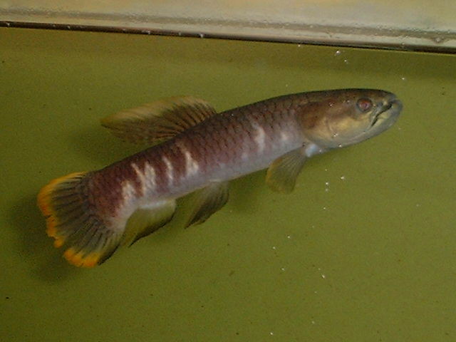 Erythrinus sp. Peru