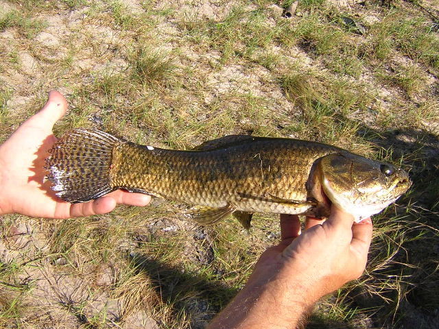 Hoplias malabaricus Venezuela