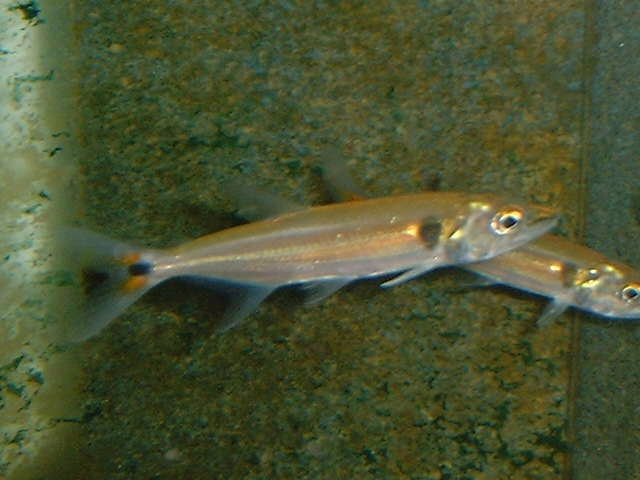 Acestrorhynchus altus 