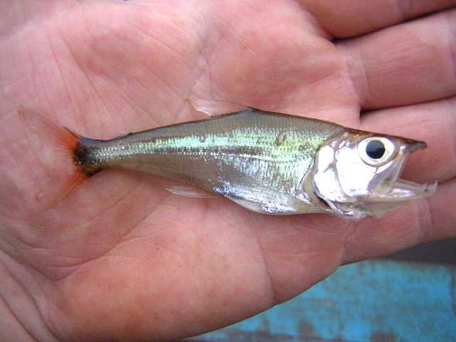 Acestrocephalus sardina