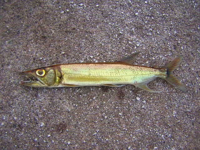 Acestrorhynchus grandoculis 