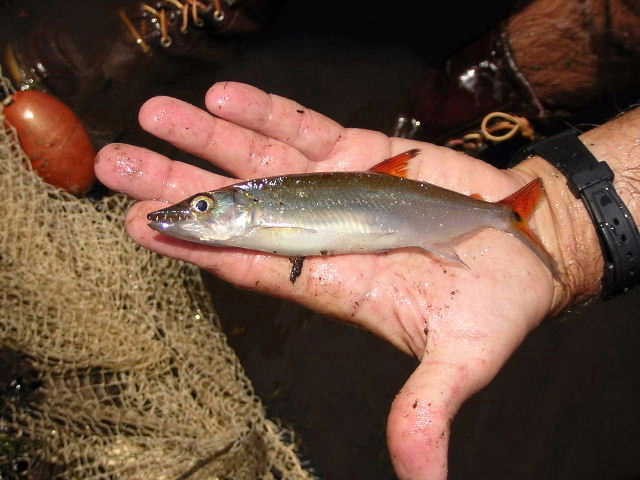 Acestrorhynchus cf. falcatus 