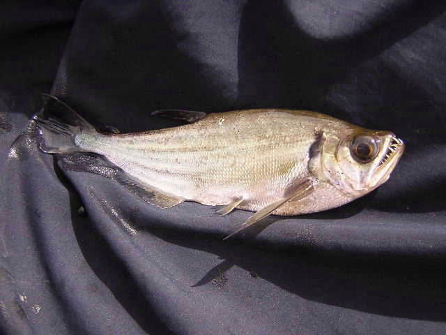 Hydrolycus wallacei