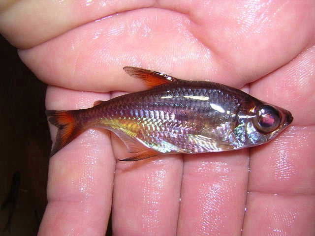 Lonchogenys ilisha  