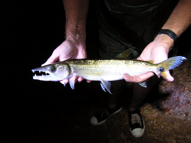 Acestrorhynchus microlepis Orinoco 