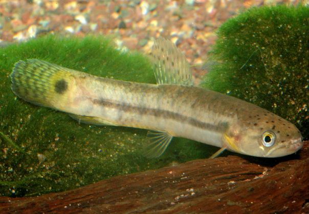 Erythrinus erythrinus