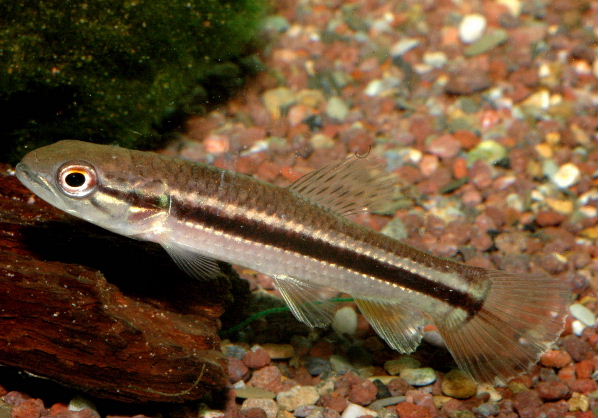 Hoplerythrinus unitaeniatus