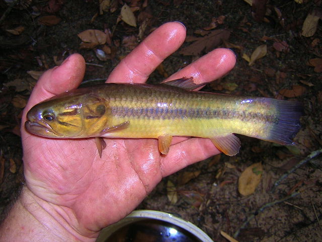 Hoplerythrinus unitaeniatus Naure