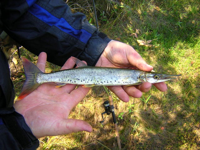 Boulengerella sp. Casanarito