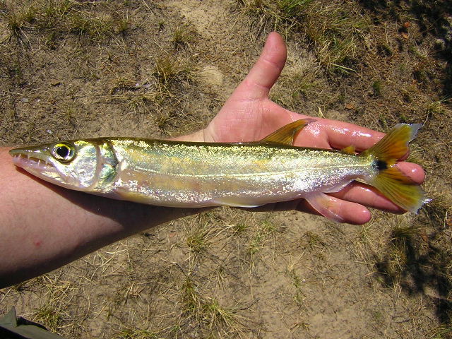 Acestrorhynchus microlepis Naure 