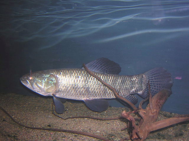 Hoplias malabaricus Peru