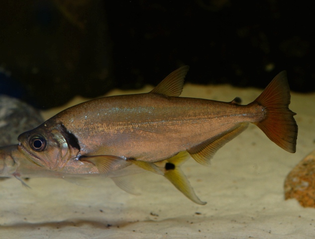 Hydrolycus tatauaia