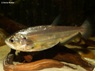 Hydrolycus scomberoides