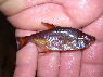 Lonchogenys ilisha