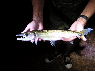 Acestrorhynchus microlepis Orinoco