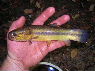 Hoplerythrinus unitaeniatus Naure