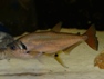 Hydrolycus tatauaia