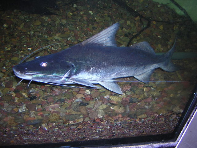 Brachyplatistoma vaillanti 45cm