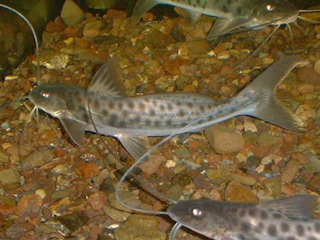 Callophysus macropterus