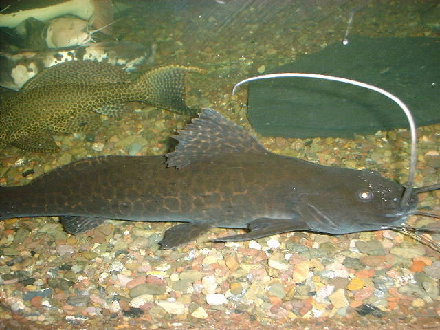 Perrunichthys perruno 