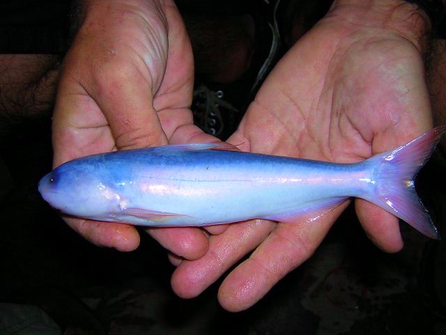 Cetopsis coecutiens 
