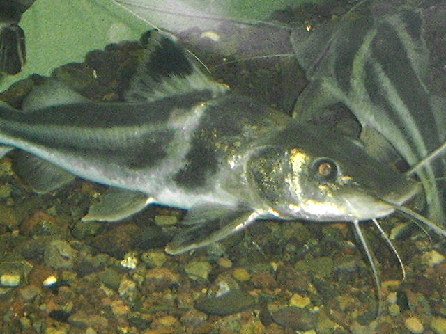 Pimelodus ornatus