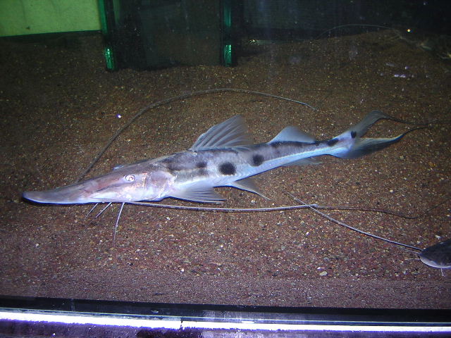 Platystomatichthys sturio