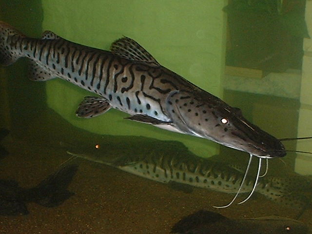 Pseudoplatystoma fasciatus