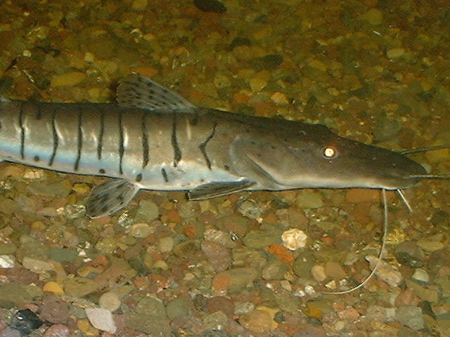 Pseudoplatystoma fasciatus