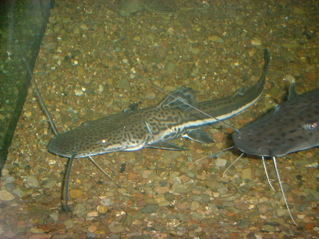 Sorubimichthys planiceps