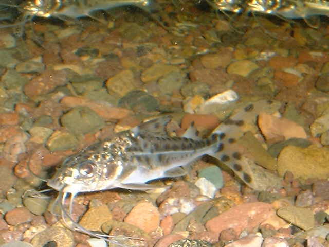 Pimelodus pictus