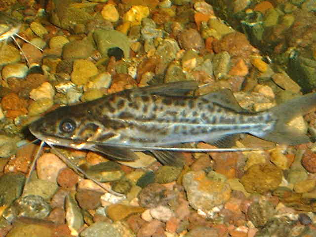 Pimelodus maculatus