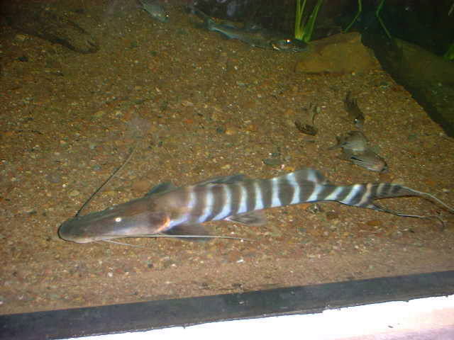 Merodontotus tigrinus