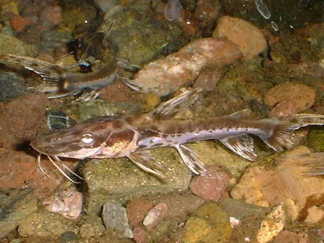 Pseudoplatystoma tigrinum