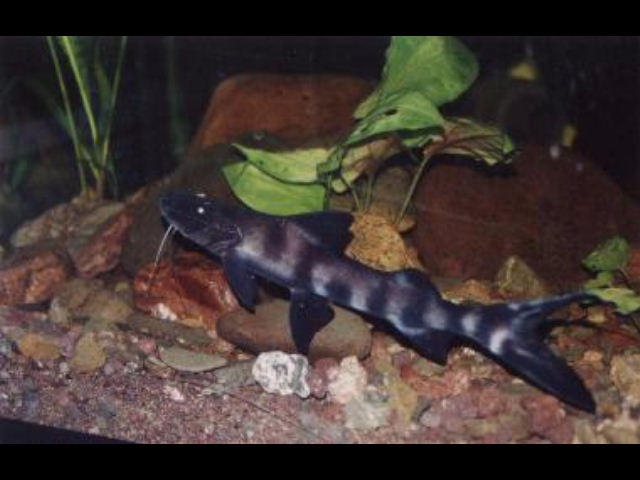 Brachyplatystoma juruense