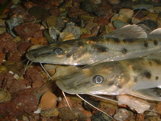 Hemisorubim platyrhynchos