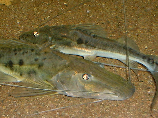 Duopalatinus cf. peruanus