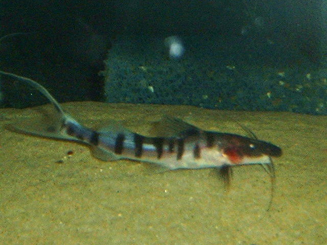 Merodontotus tigrinus