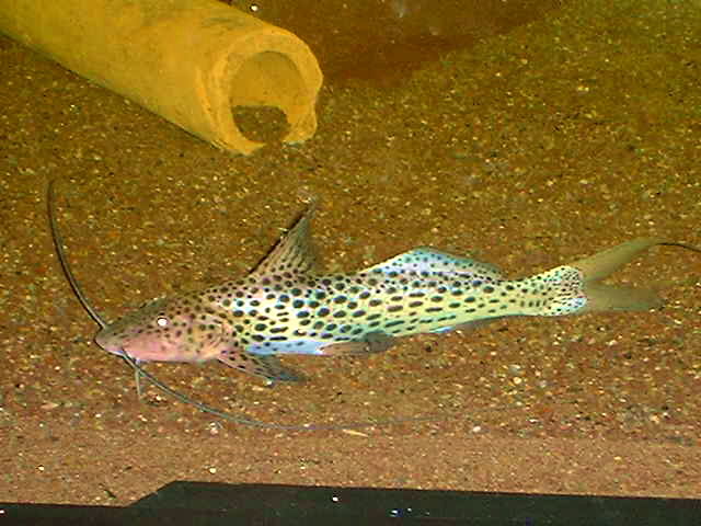 Aguarunichthys cf. torosus