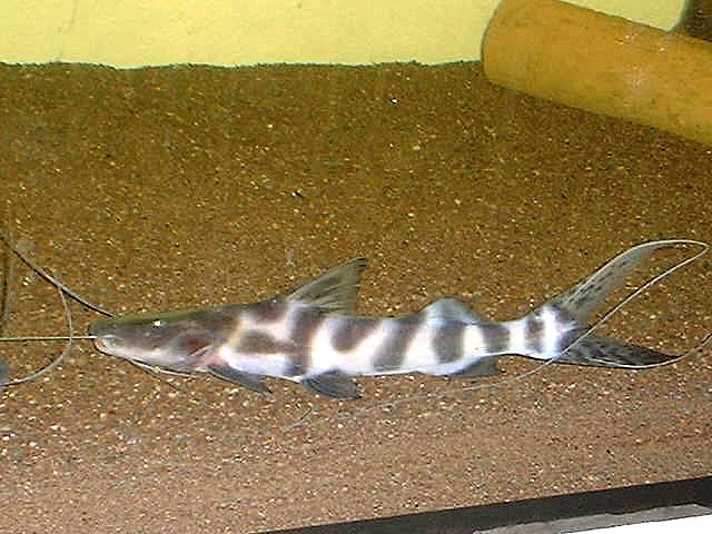 Brachyplatystoma sp. Flash Zebra