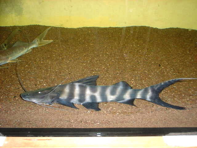 Brachyplatystoma sp. Flash Zebra