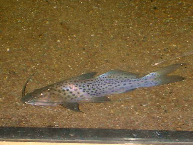 Aguarunichthys torosus