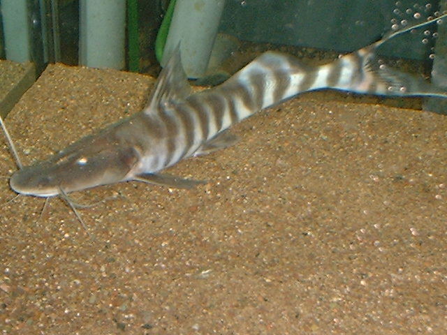 Merodontotus tigrinus