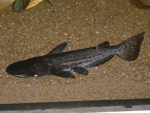 Ageneiosus sp.