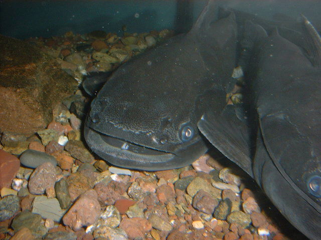 Trachycorystes trachycorystes 