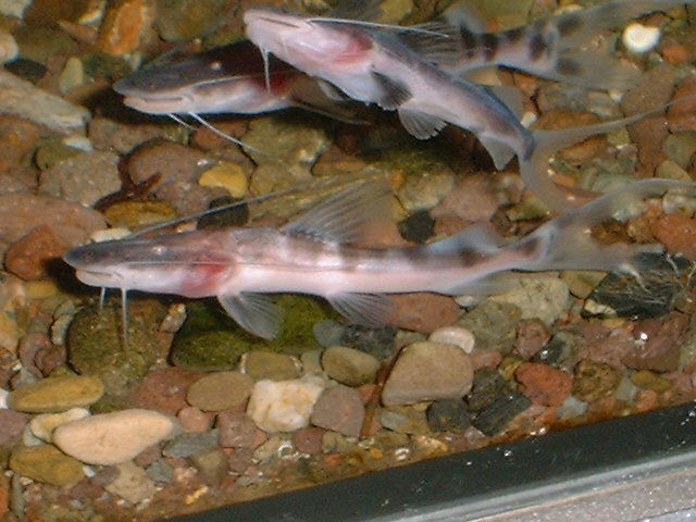 Merodontotus tigrinus 8 cm